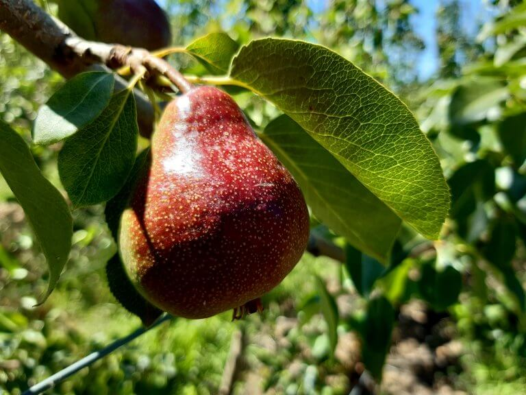 Attractive new pear to make the fruit popular again