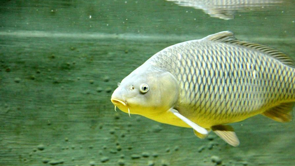 Calls to Implement National Carp Program