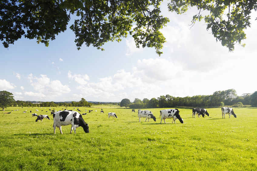 Dairy reforms needed as a matter of urgency