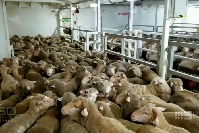 Underwhelming support for sheep export bans