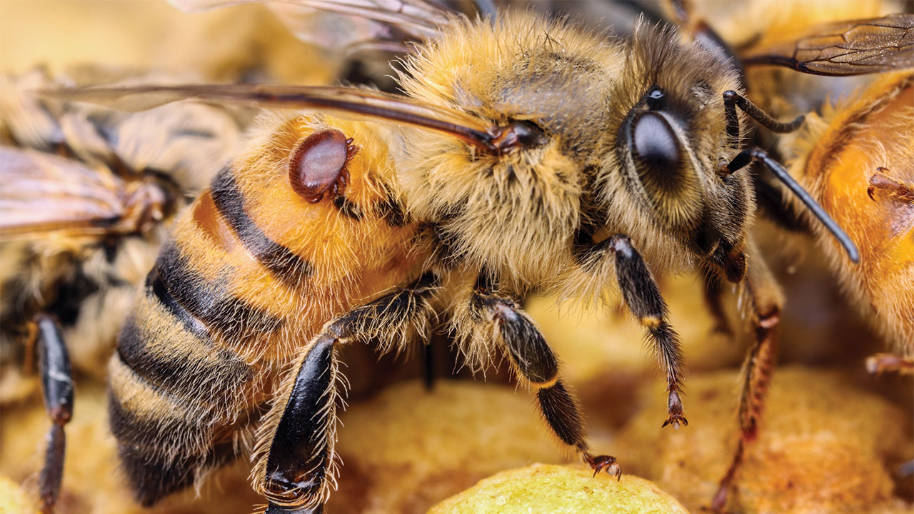 Varroa-targetting pesticide in the works