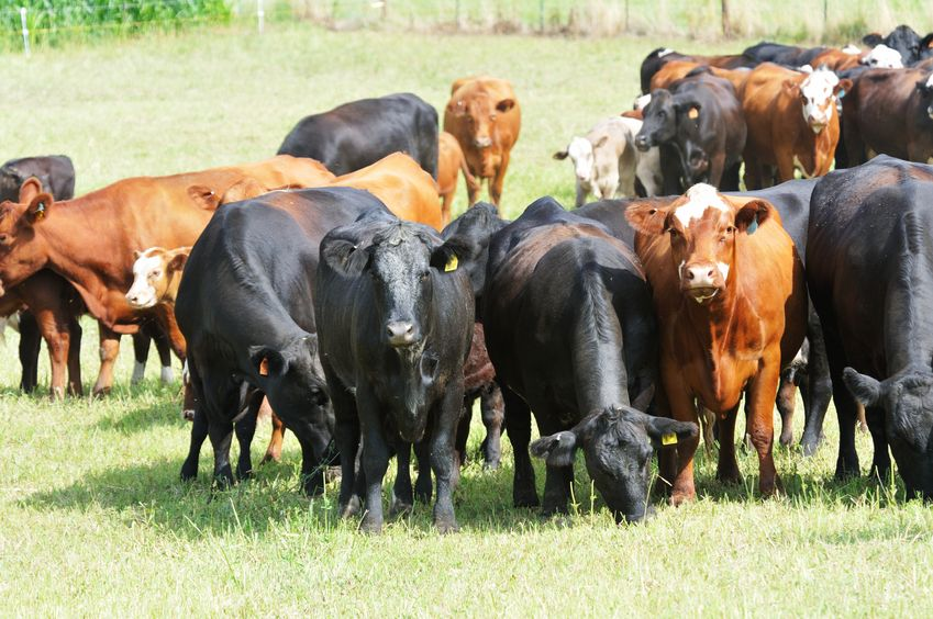 Cattle availability on the rise, but supply limitations cause concern