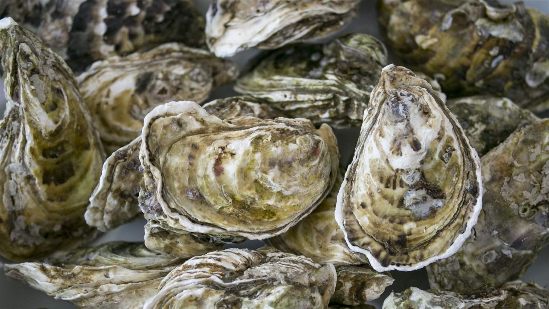 Oysters Threatened by Pesticides