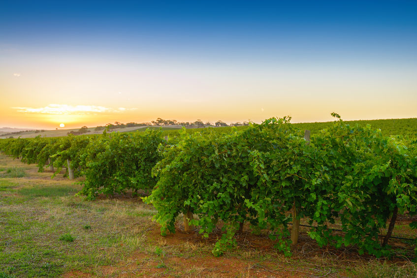 Wineries slammed for "disappointing" conduct