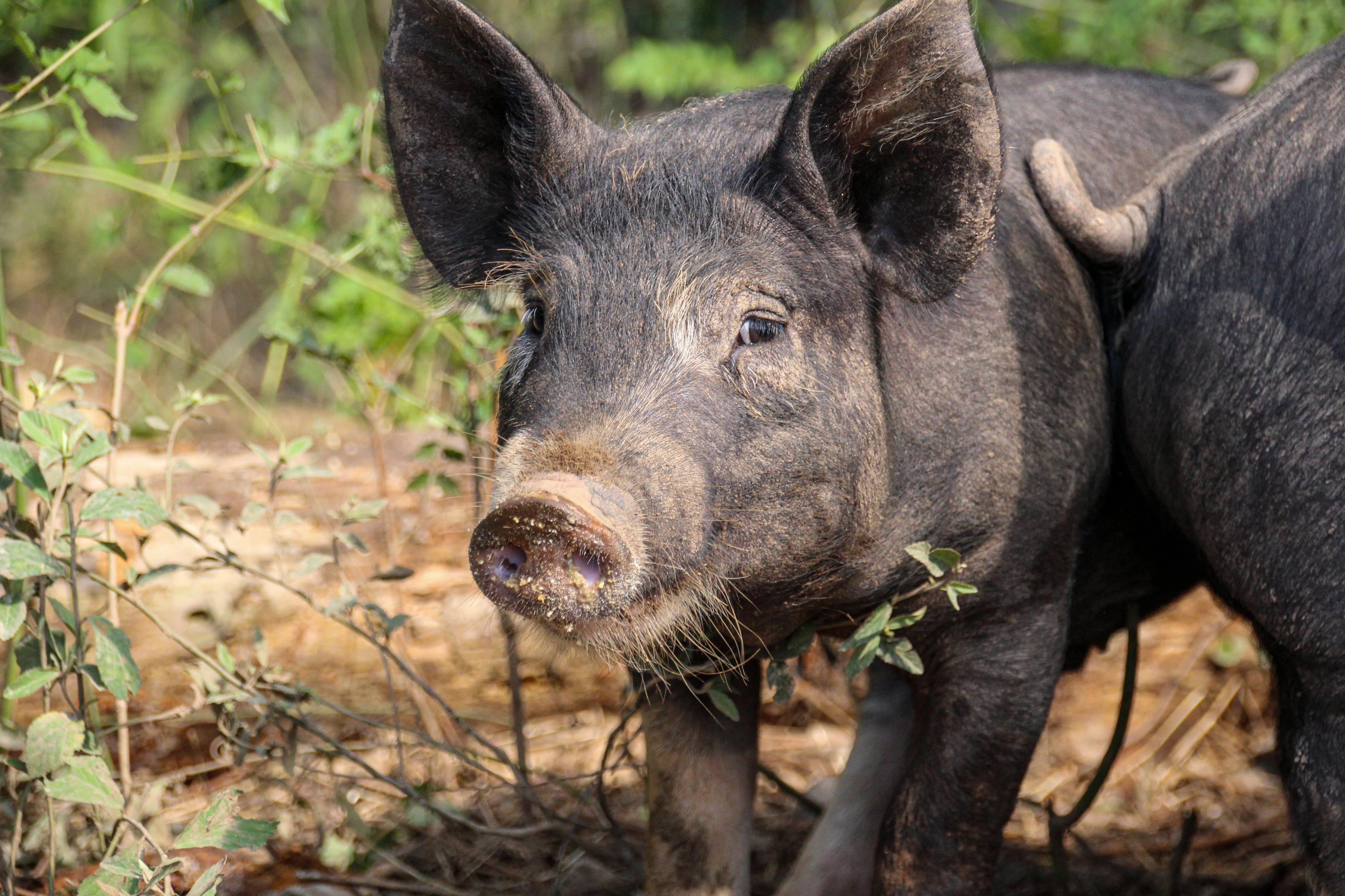 Protecting against African Swine Fever