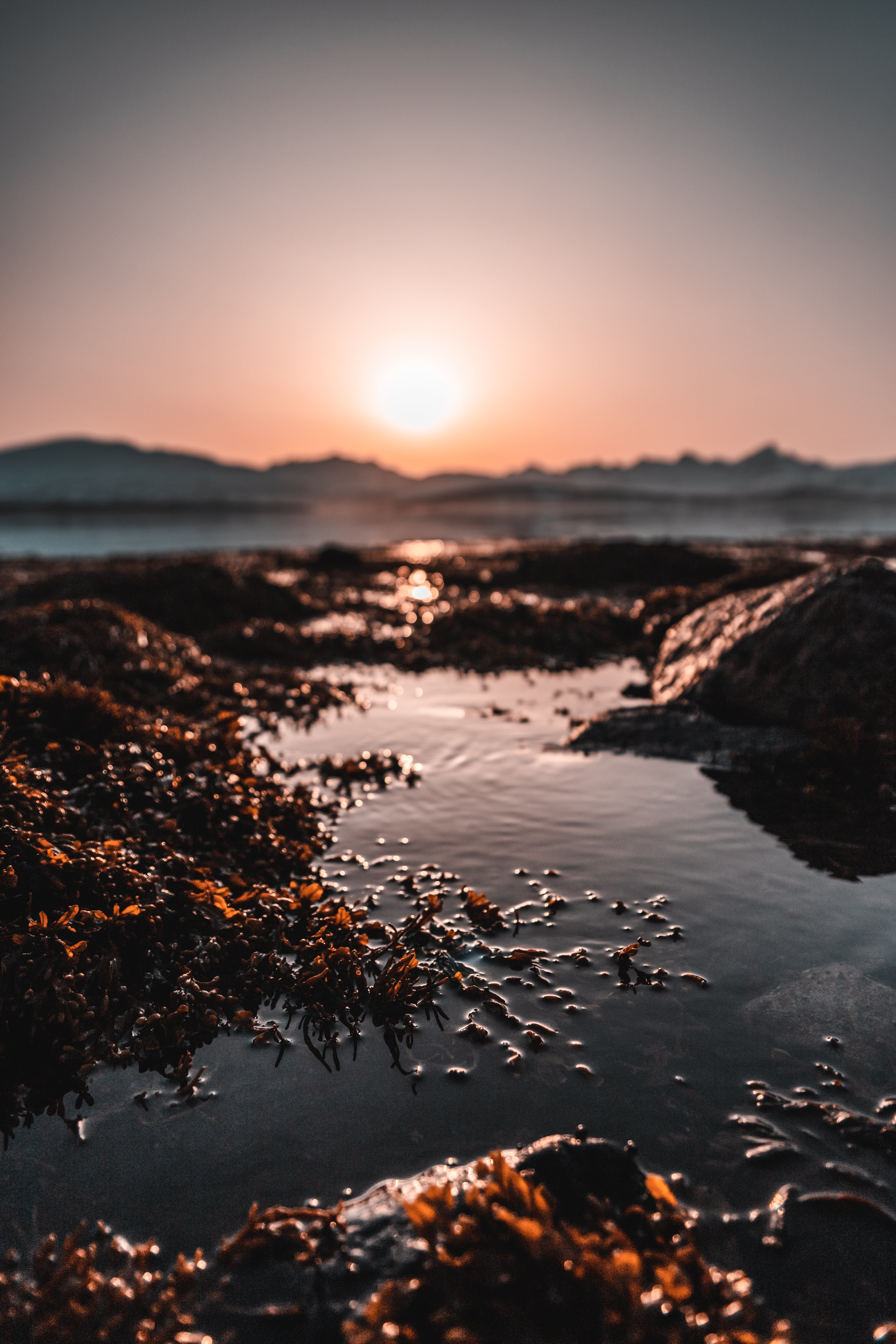 New body to support Australia's seaweed industry