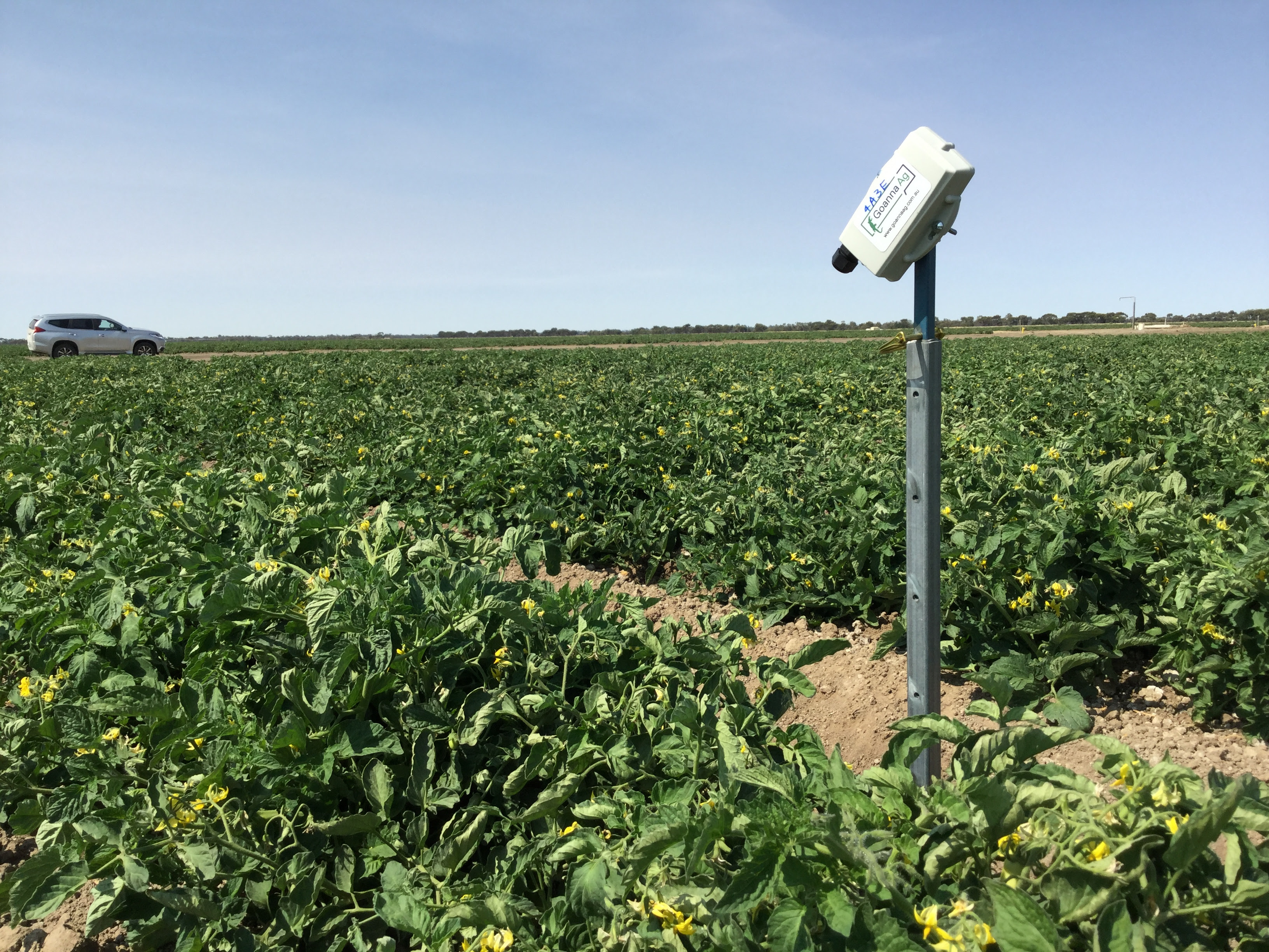 Crop sensor to improve water efficiency