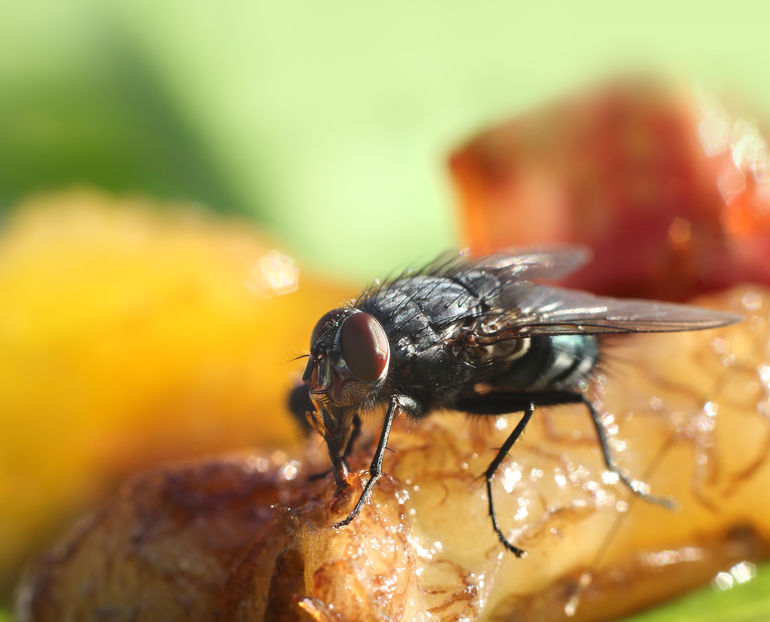 Vegetable growers push for importer biosecurity levy