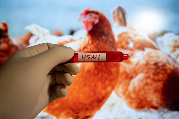 Major funding boost to bird flu response