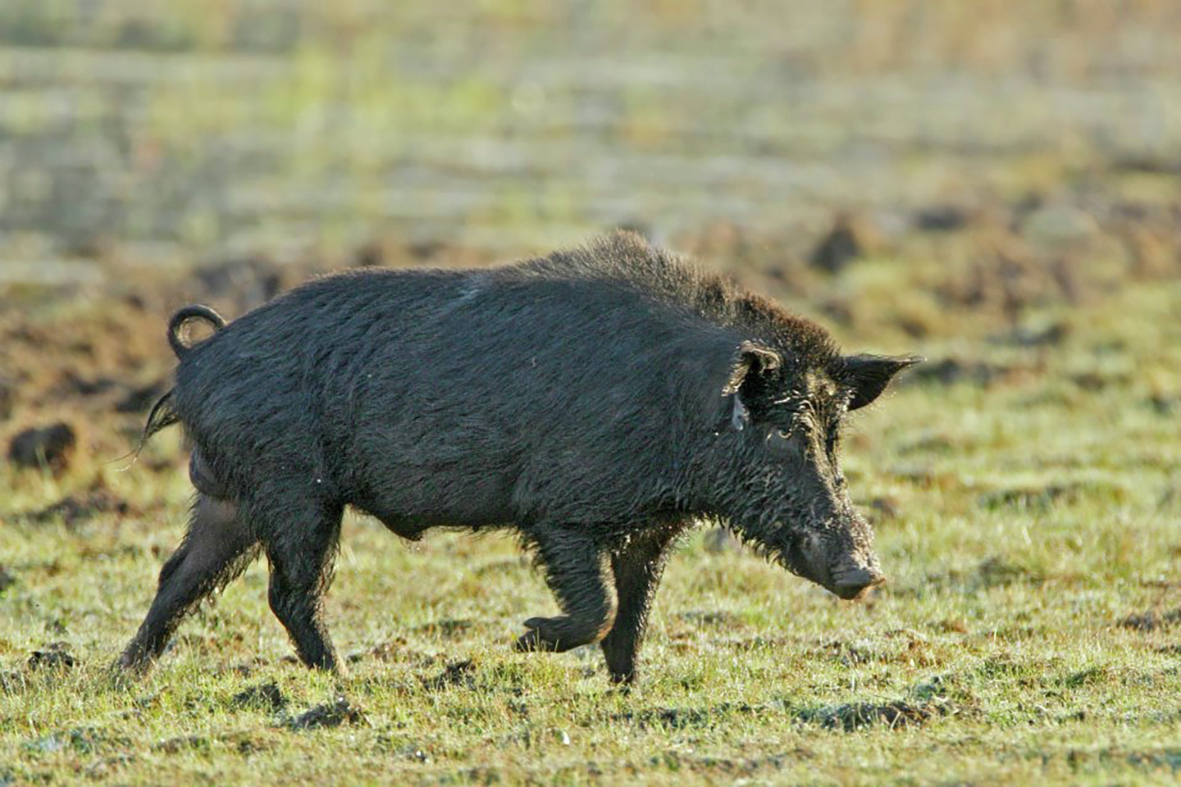 Feral Pig Problem Escalates