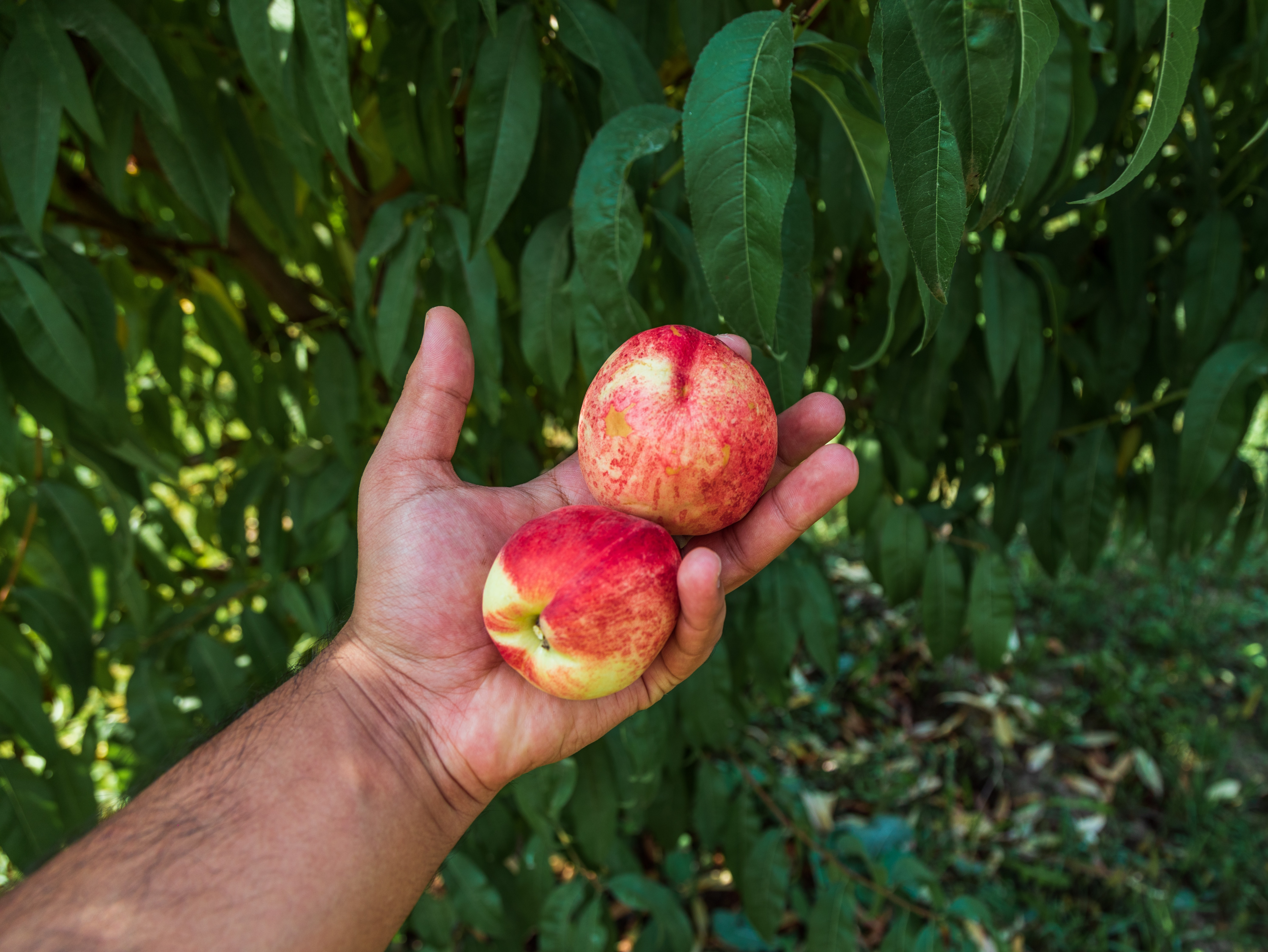 Trial underway to transform stone fruit production