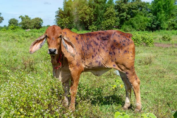 Tracing  the origins of a Lumpy Skin Disease incursion