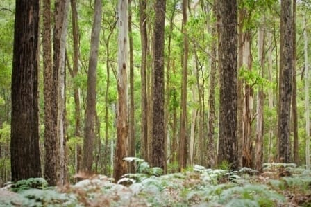Bushfire fears over Wombat forest