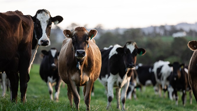 Dairy farmers' stern warning to processors