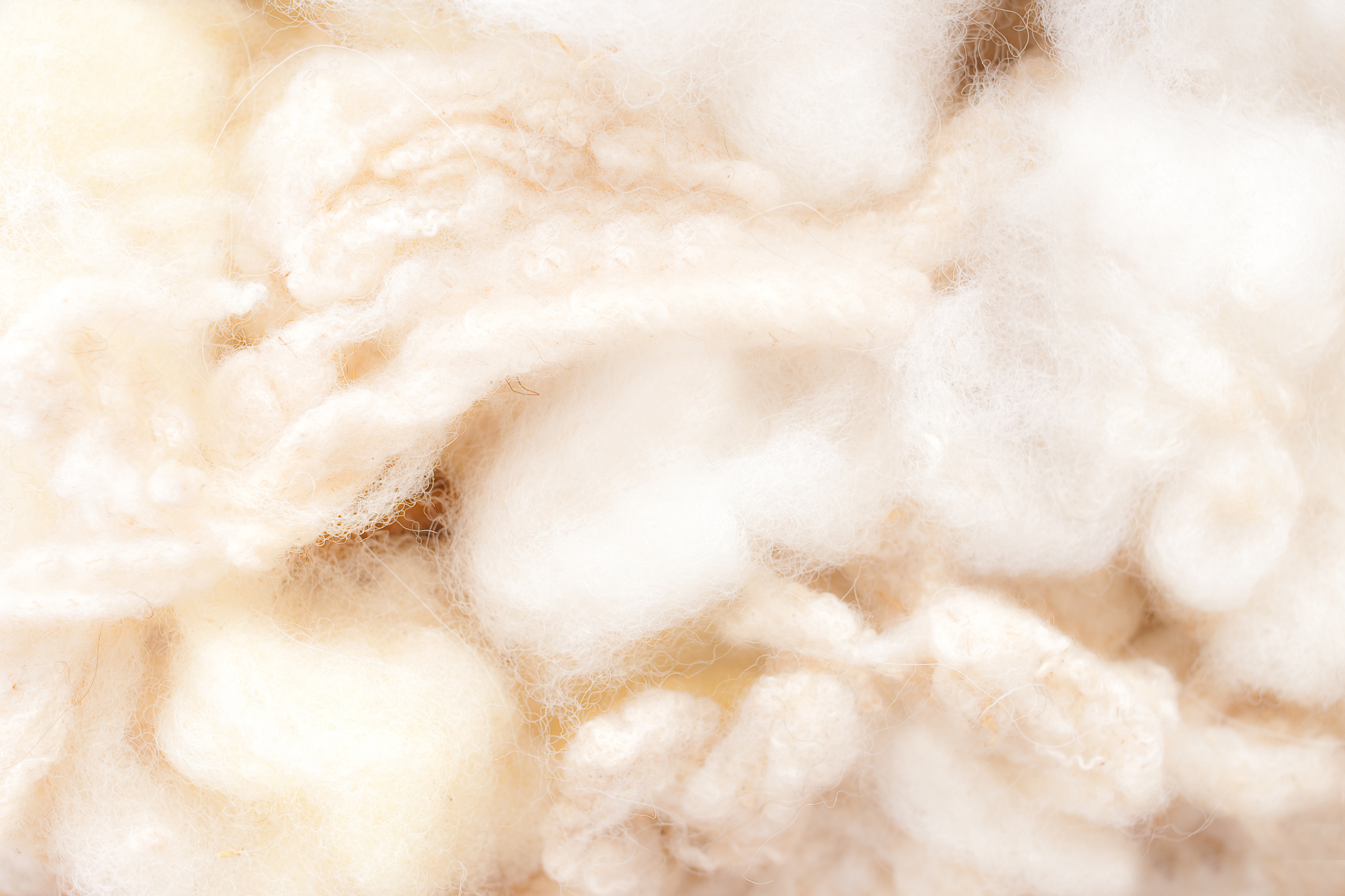 Wool production steadily increasing.