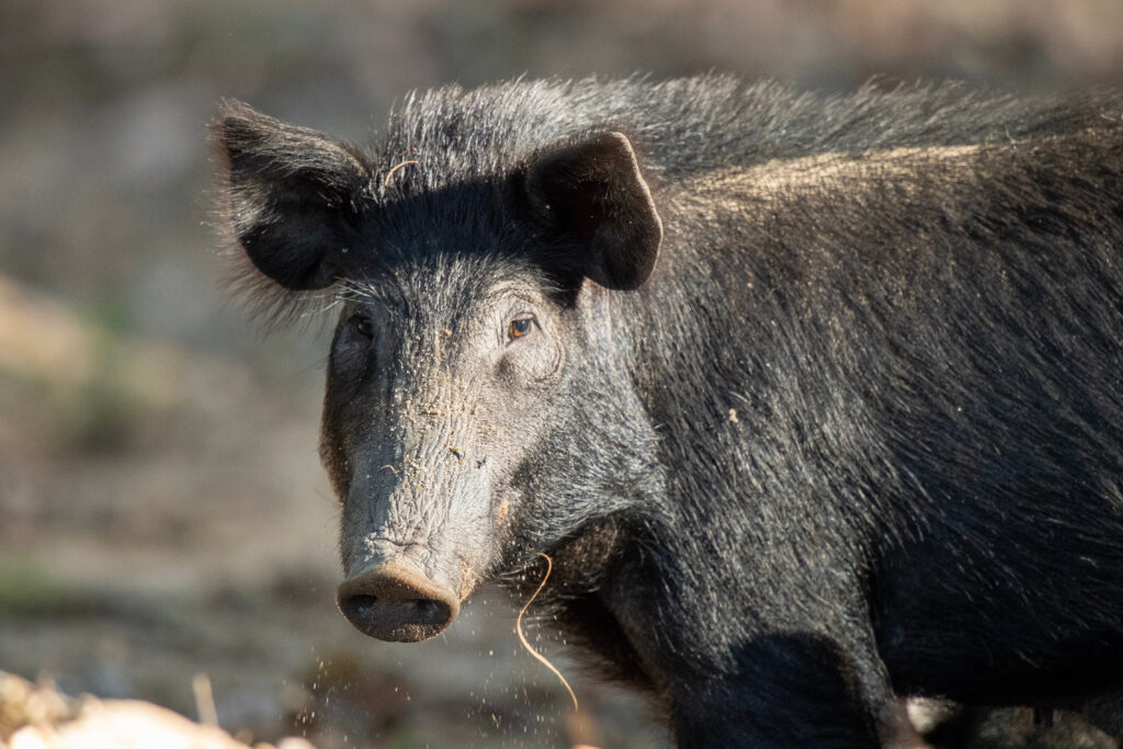 Renewed push to cull feral pigs