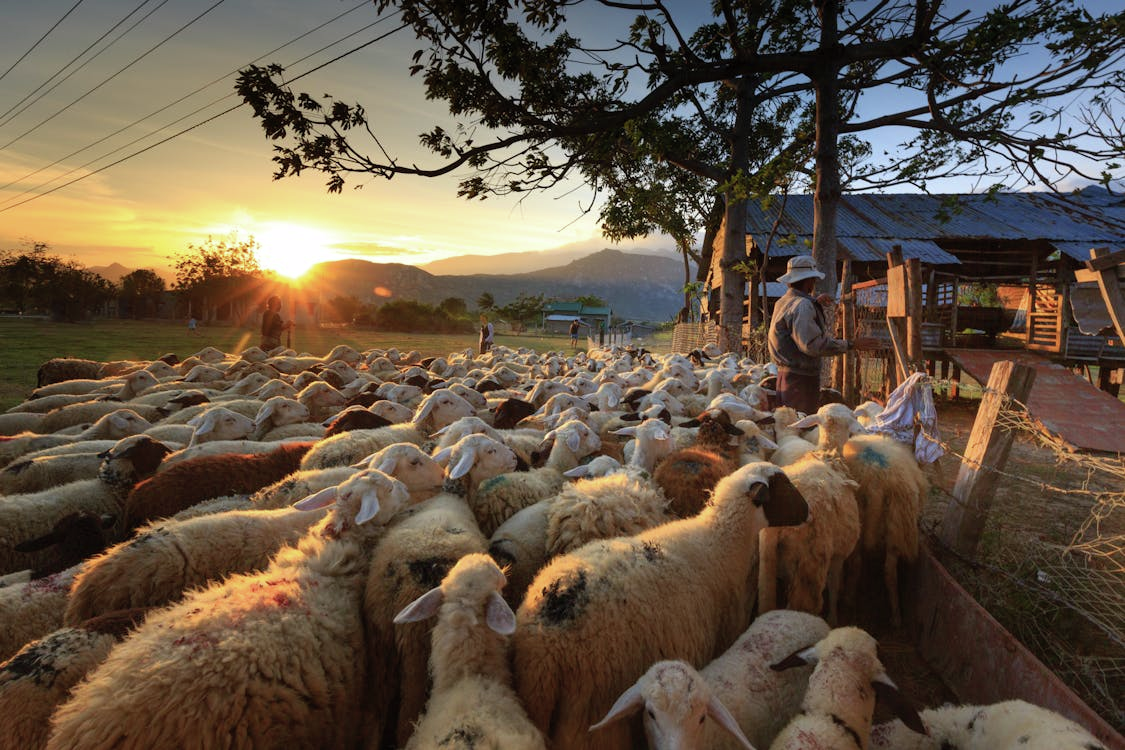 Sheep producers left in the dark about future of industry