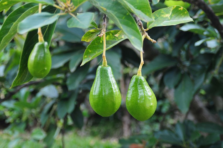 End of lockdowns hoped to finish smashing of avocados