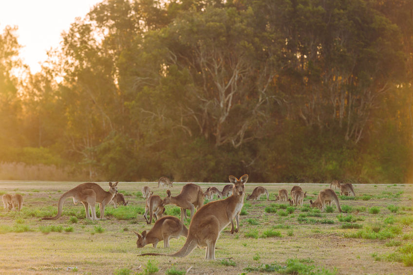 Crackdown on the use of kangaroo leather