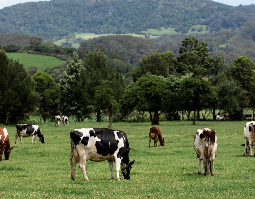 New Zealand Dairy Industry Tour