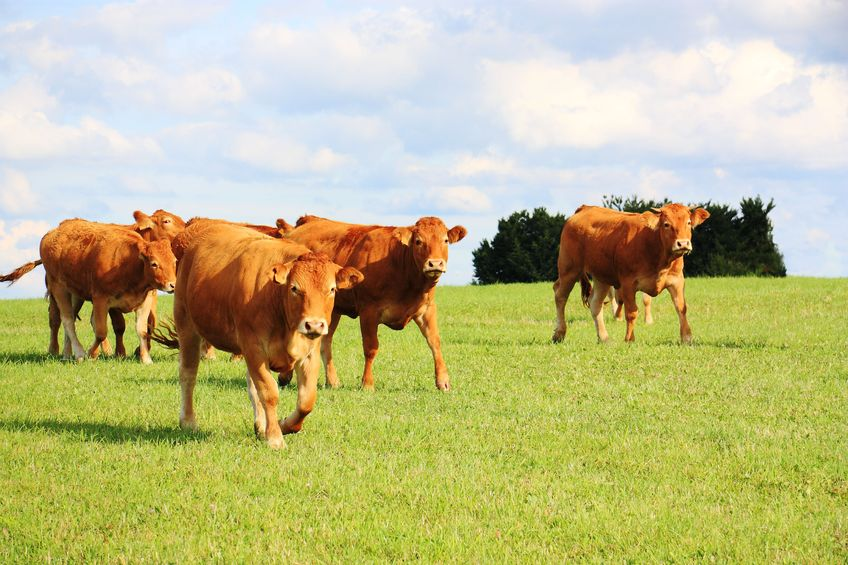 Cutting costs and emissions in beef production