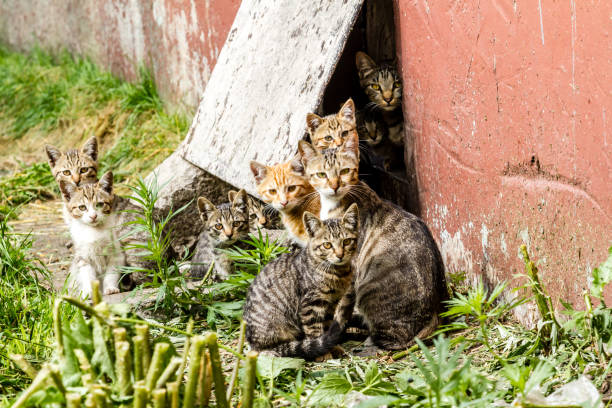 The impact of feral cats in New South Wales