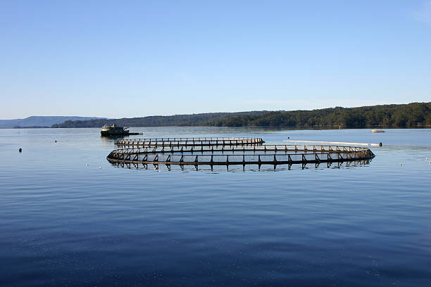 Should salmon farmers be allowed to keep fishing in Macquarie Harbour?