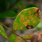 Invasive Plant Treatment Spray