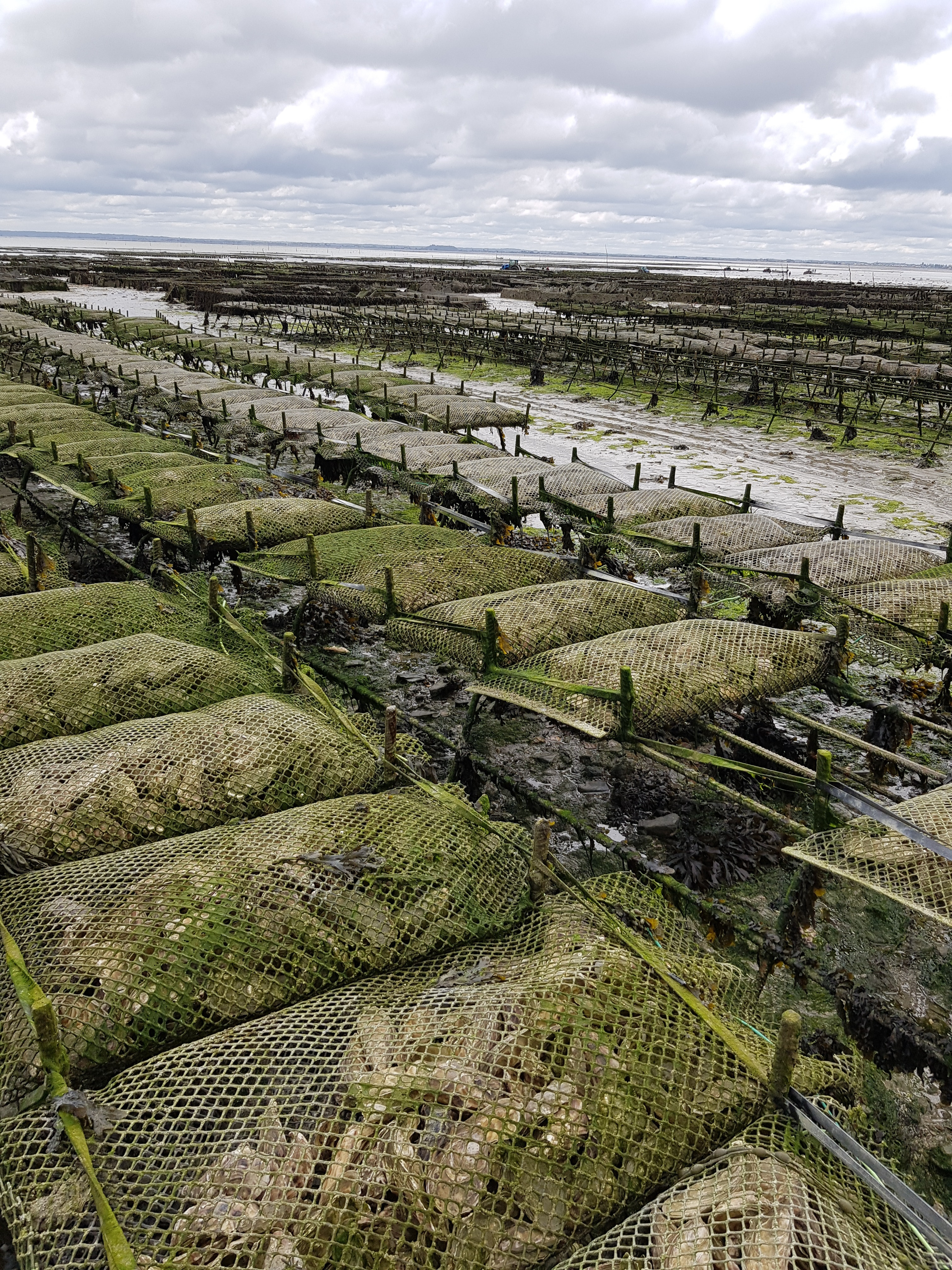 Oyster farmer trial new techniques to stop wild species spoiling stock