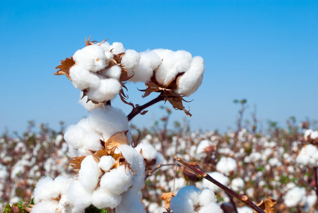 Northern Territory Cotton Research