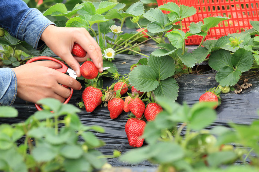 Conditions hamper strawberry producers