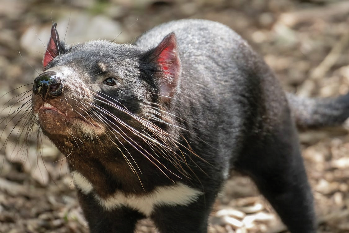 Tasmanian Devil at elevated risk if deadly bird flu strain takes hold