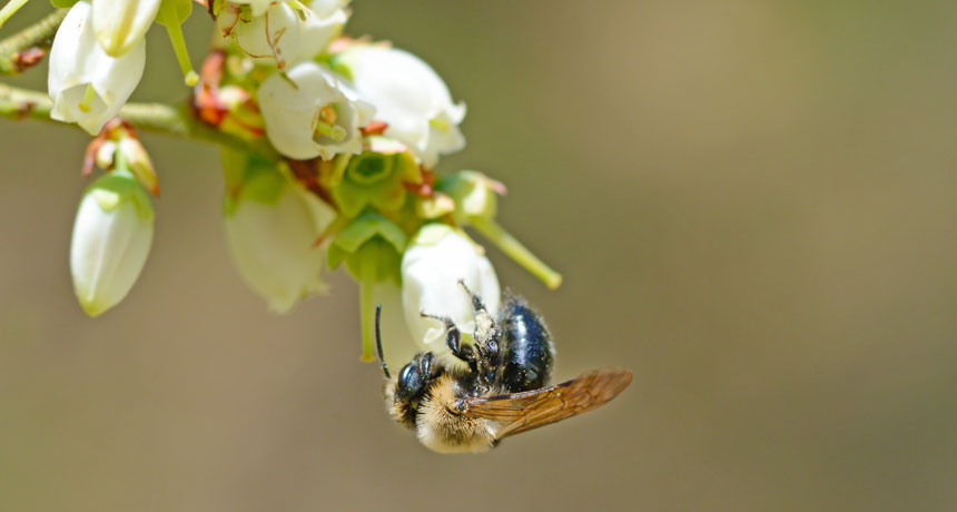 Bee bug reaches blueberry fields