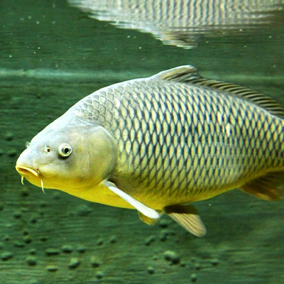 Carp Research Project