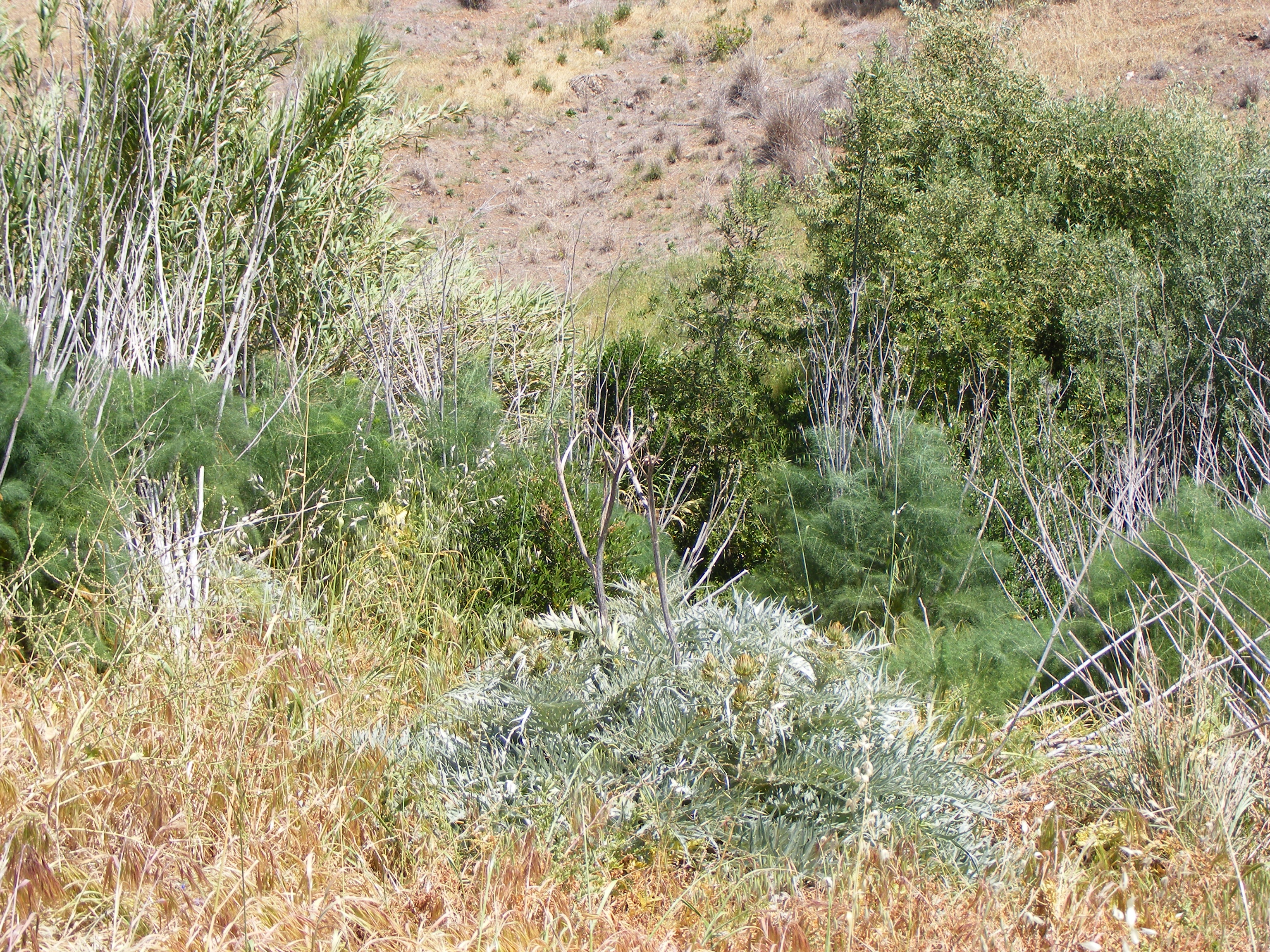 Tools to Tackle Weeds