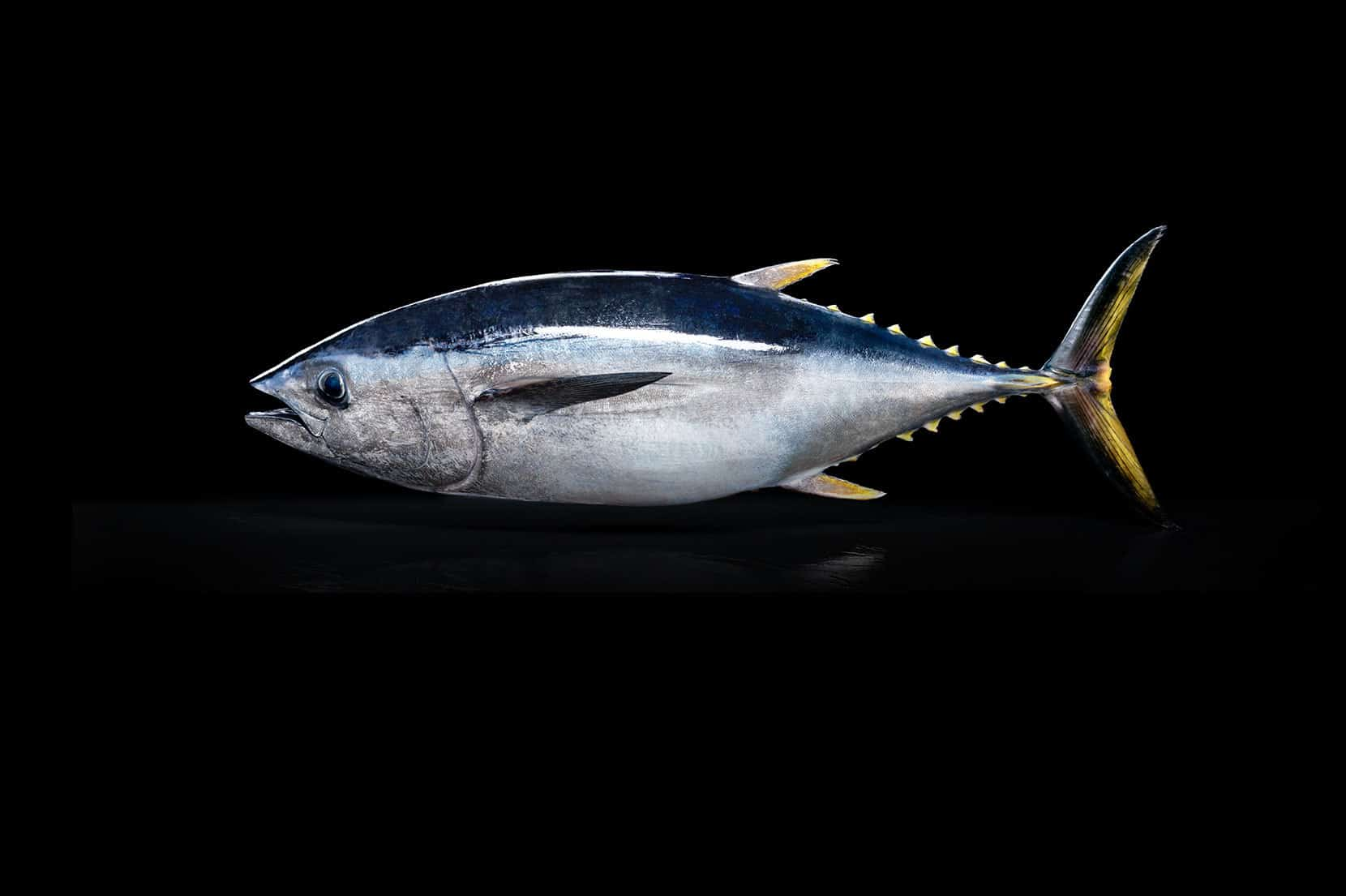 Boosting the Tuna Industry