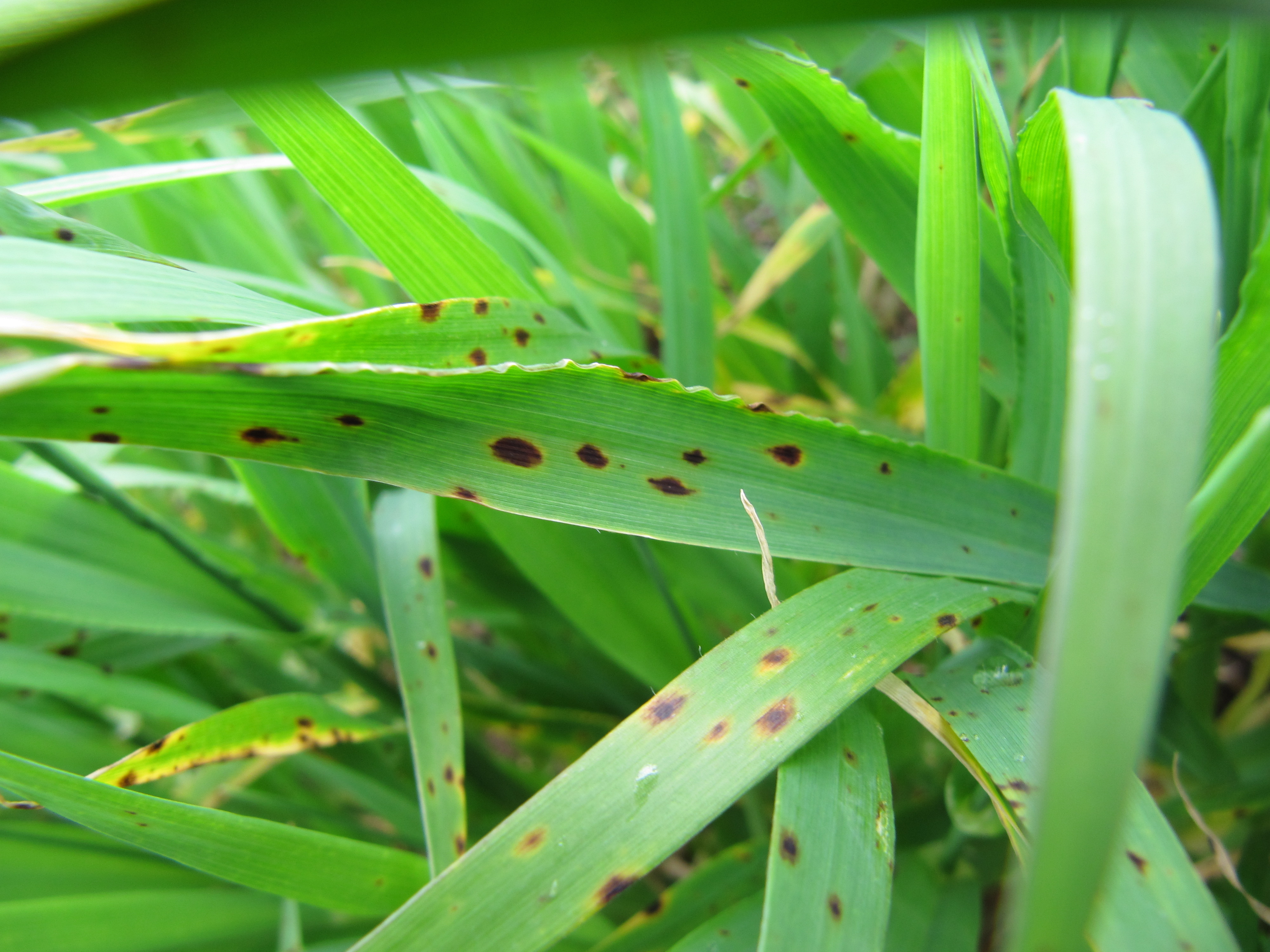 Fungicide-resistant Disease Showing up in Queensland Barley