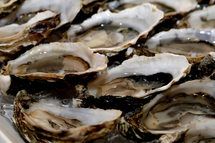 Sounds of the sea used to boost oyster populations