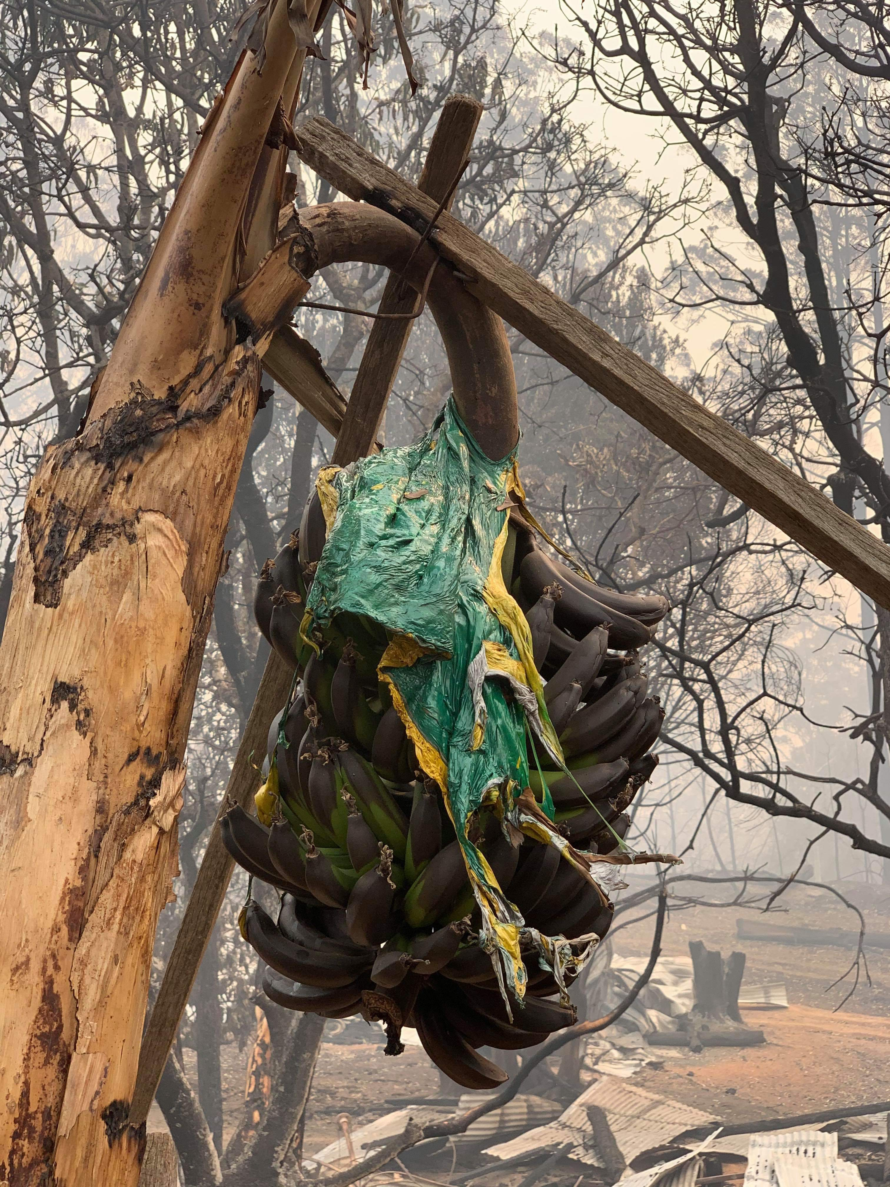 Banana farms destroyed in New South Wales fires