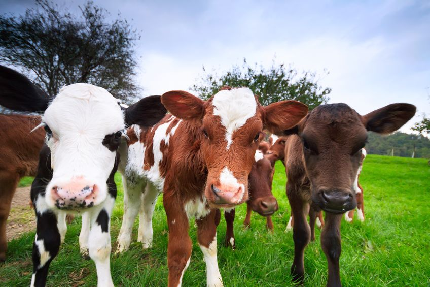 Heat Tolerant Cows to Produce More Milk