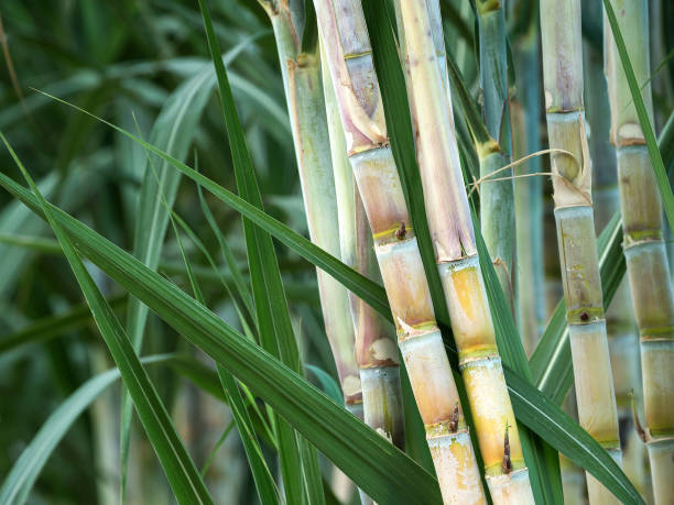 Ongoing dispute at one of Australia's largest sugar mills