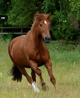 Horse tracing register to improve biosecurity