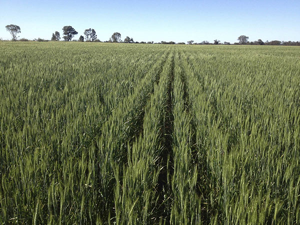 Researchers attempting to rust-proof oat