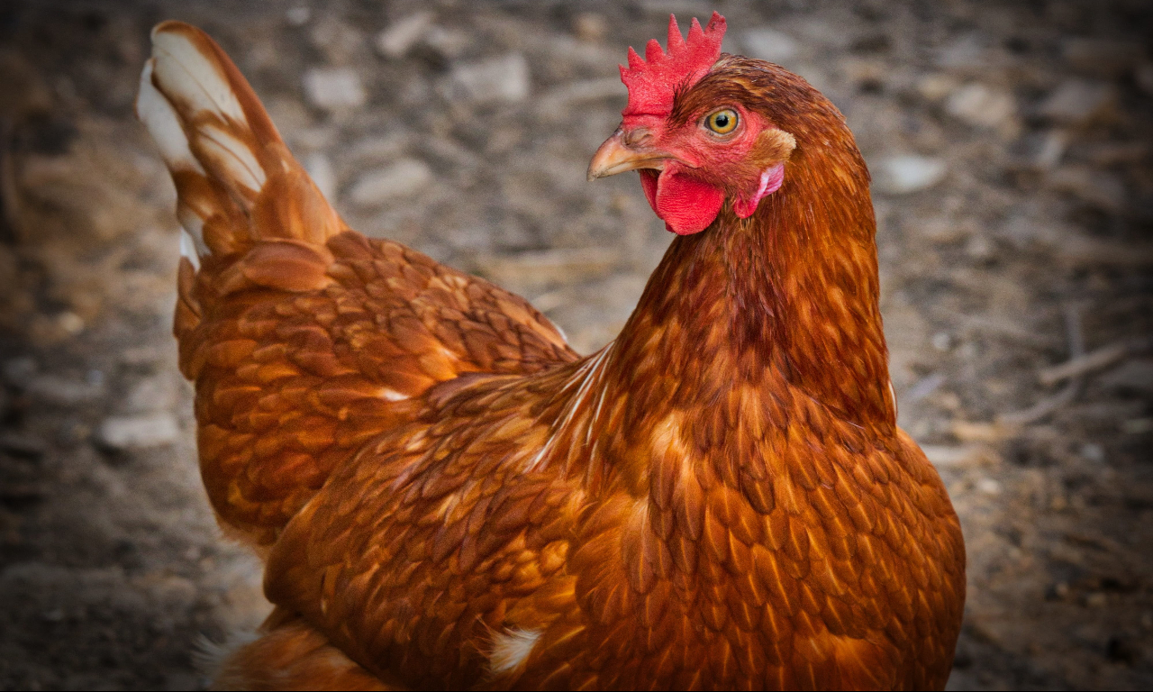 Poultry industry told to be on 'high alert' for bird flu