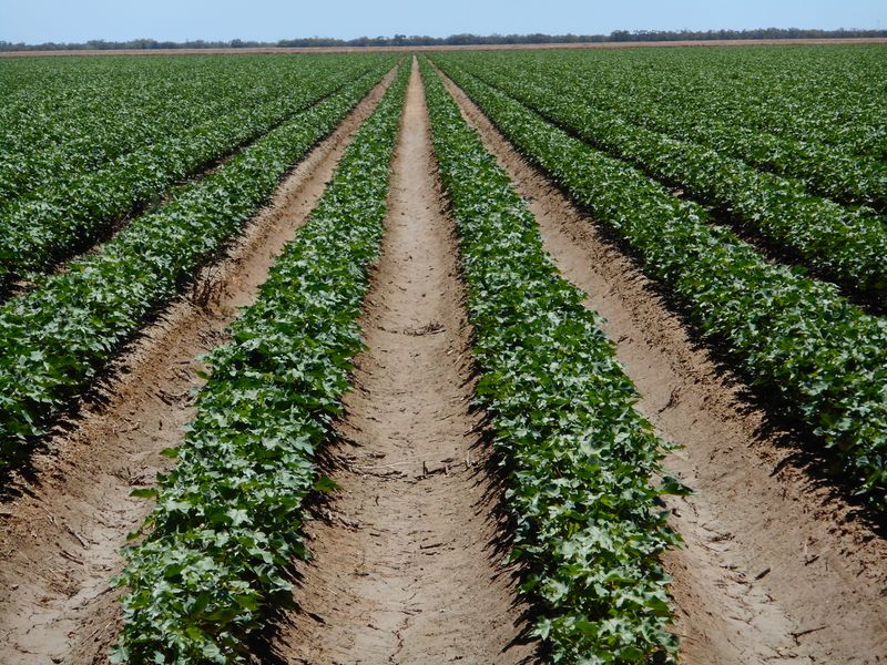 Cotton growers selling water entitlements