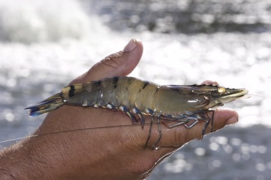 Genome map could lead to more disease resistant prawns