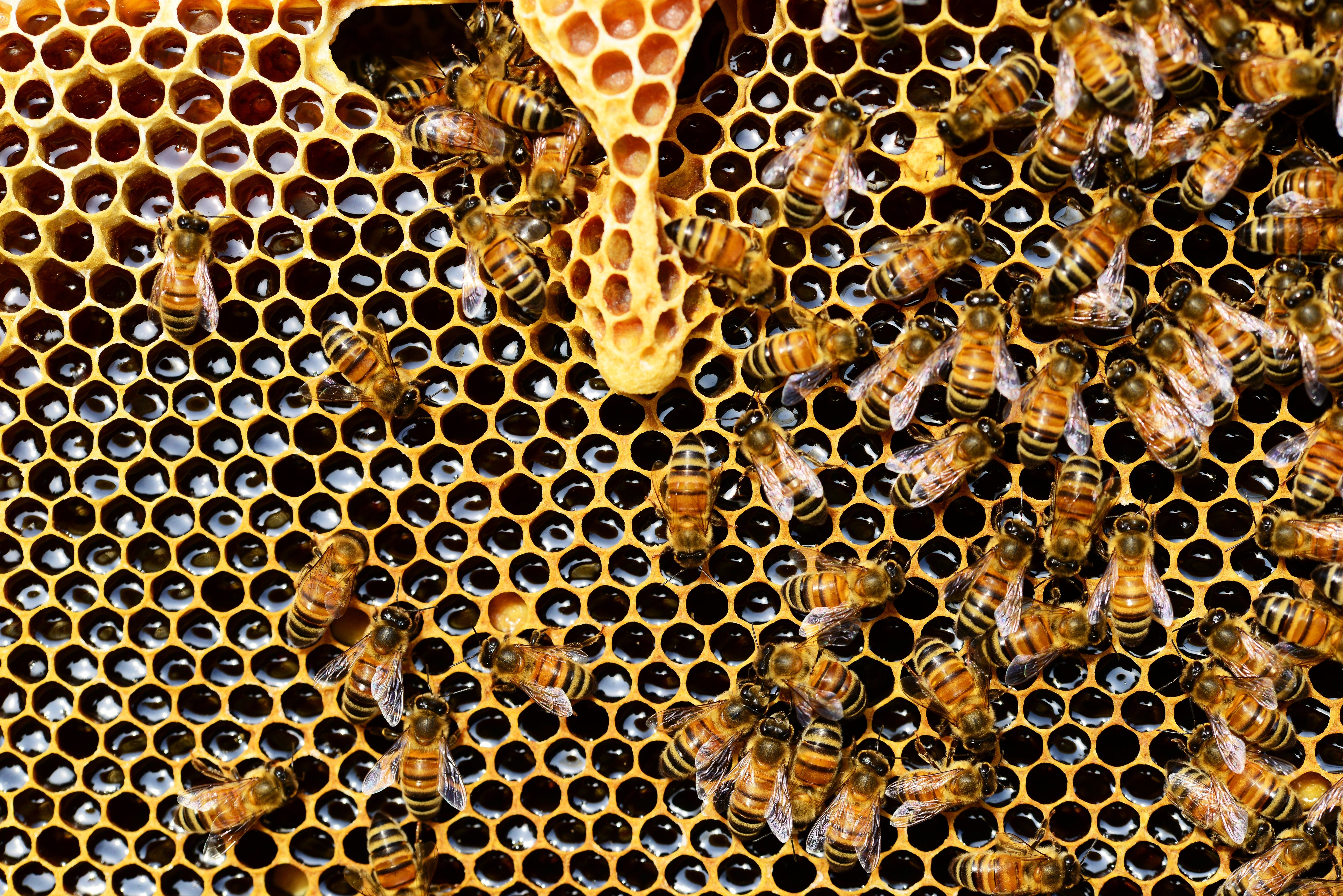 Safeguarding the future of queen bees