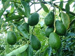 Australian Avocados go international