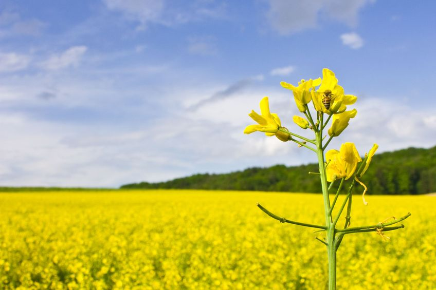 Global market unrest benefitting local oilseed producers.