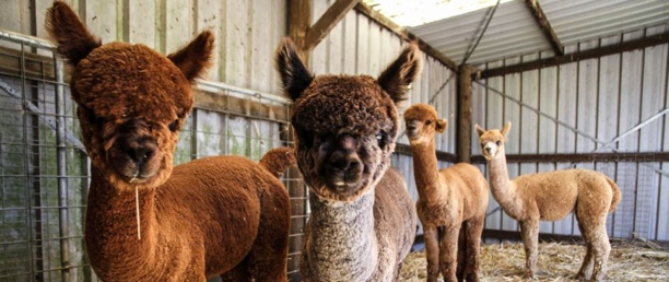 Ideal breeding conditions boosting alpaca numbers.